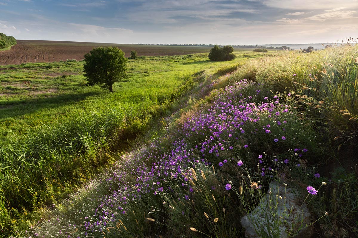 Вечер в июле