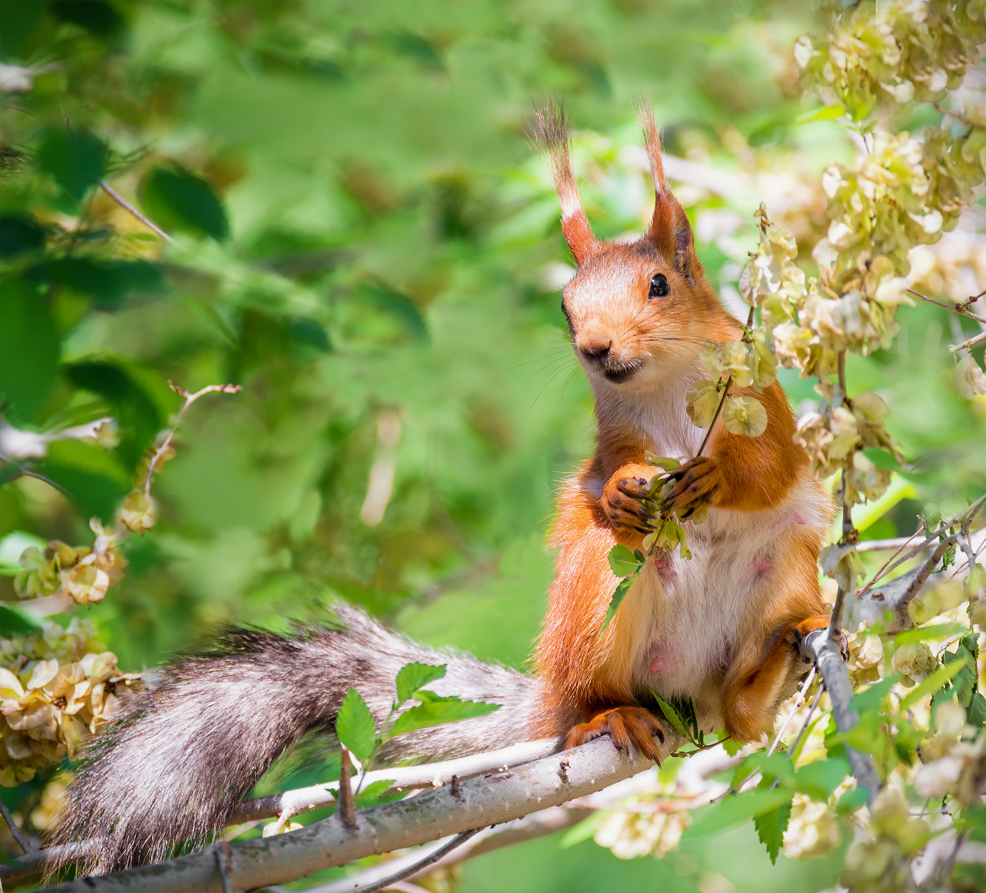 день белочки..