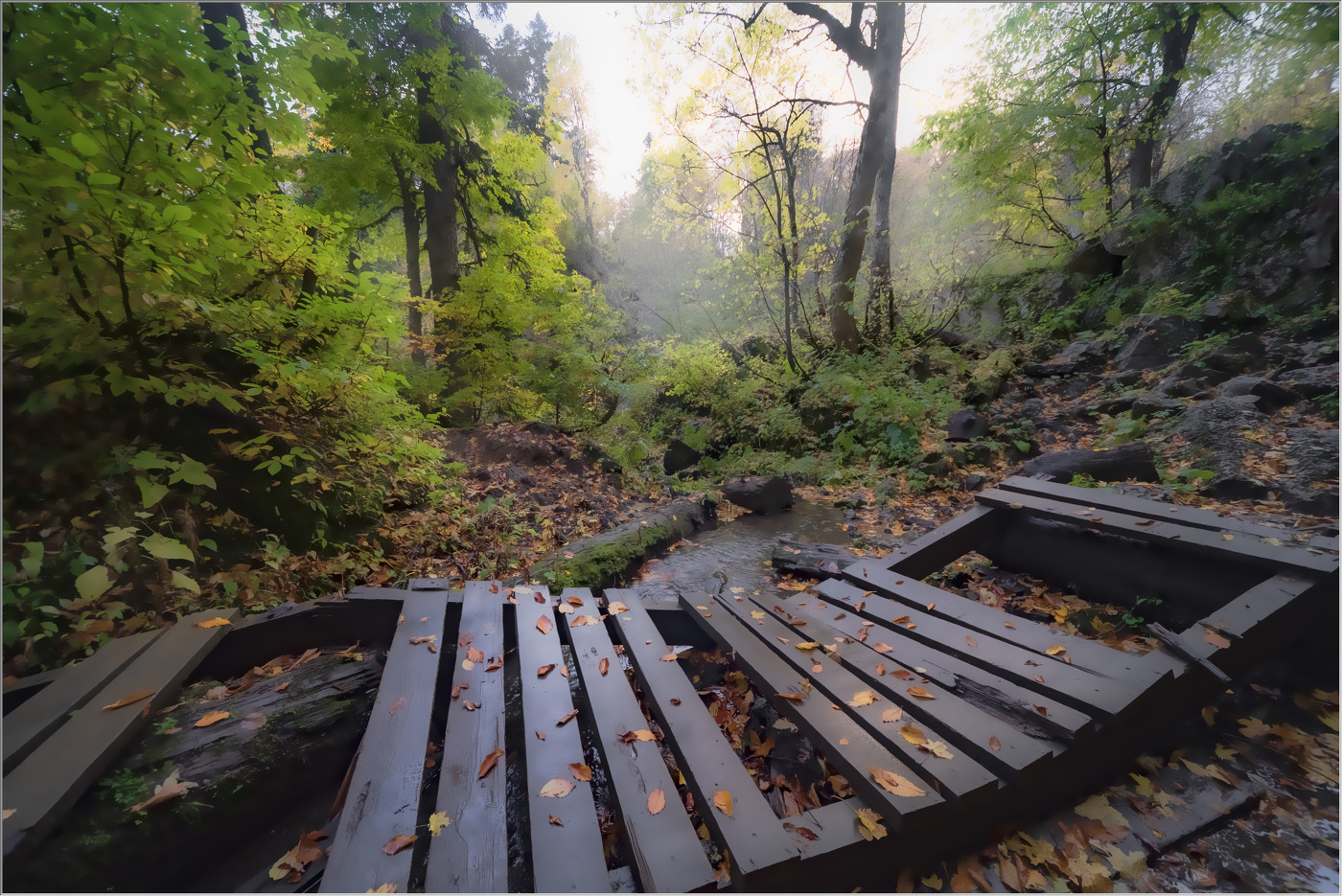 Лесными тропами