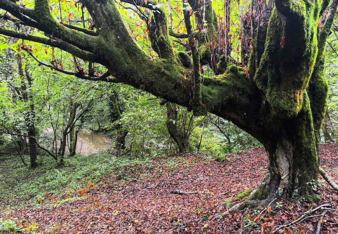 Живущий у реки...
