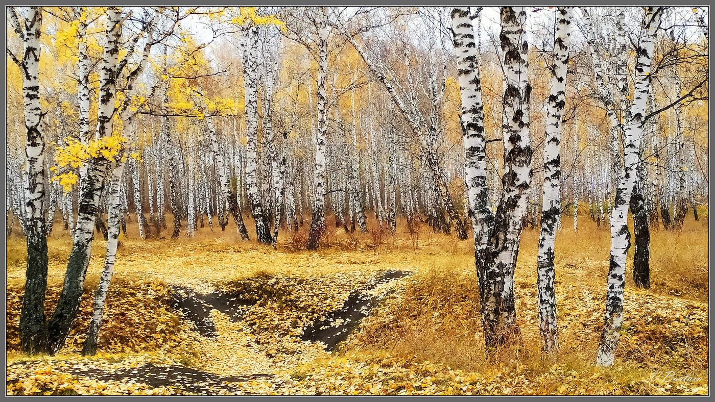 Берёзки поздней осени