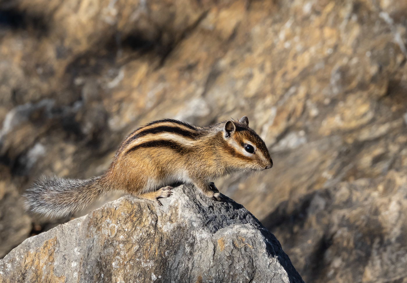 Насторожился