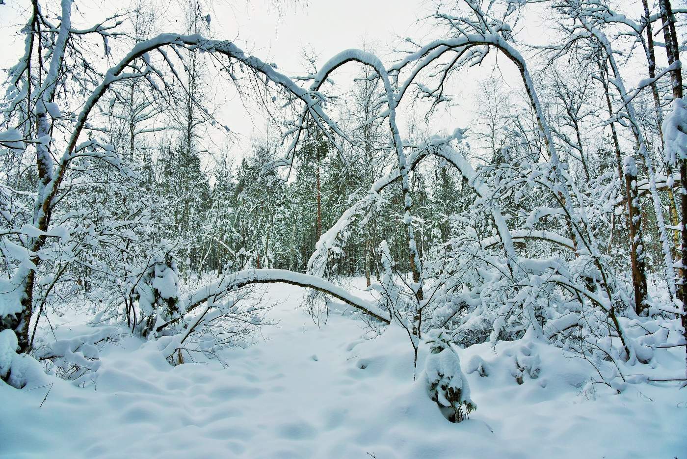 "О жест зимы ко мне, холодный и прилежный..."