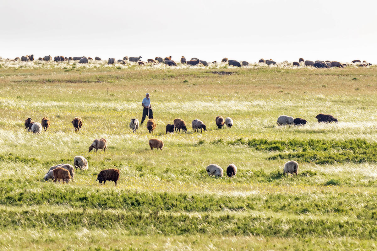 Степные картинки