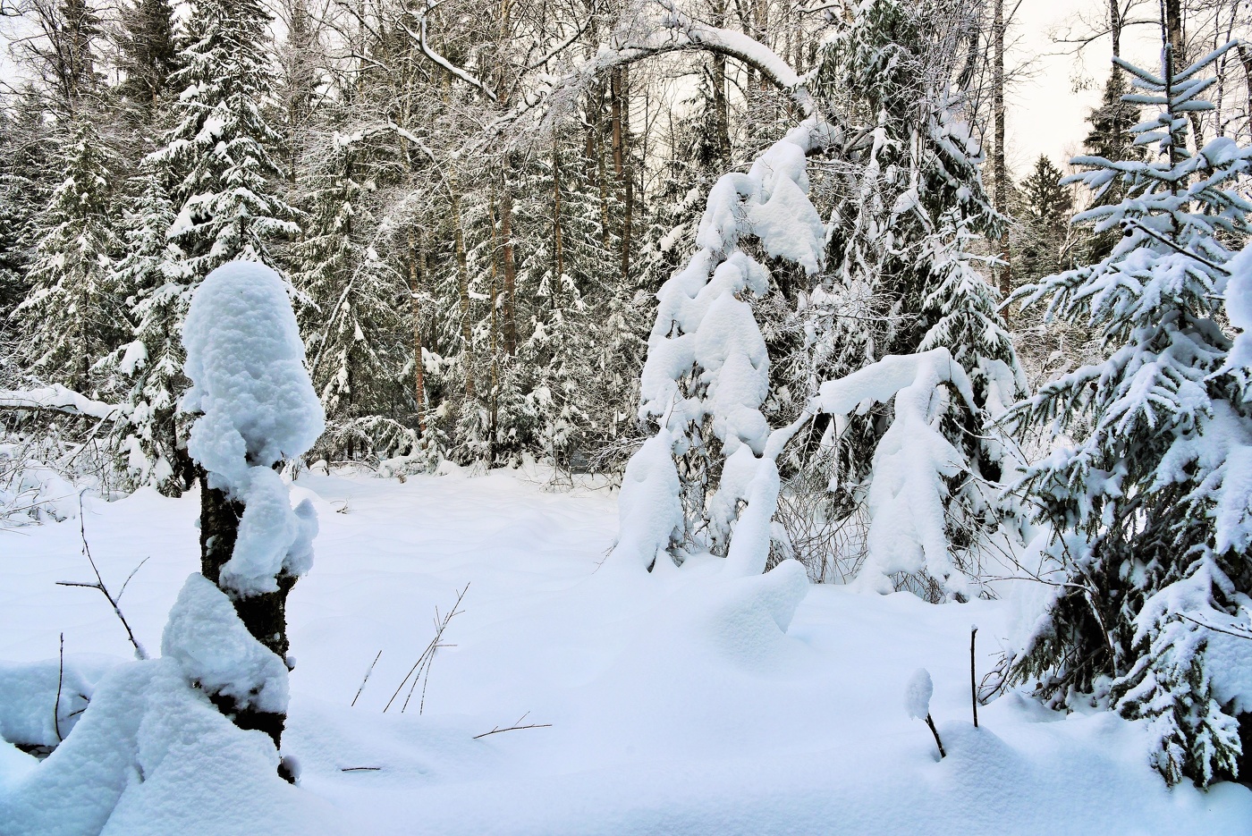 "Как хороша зимы чарующая греза ..."