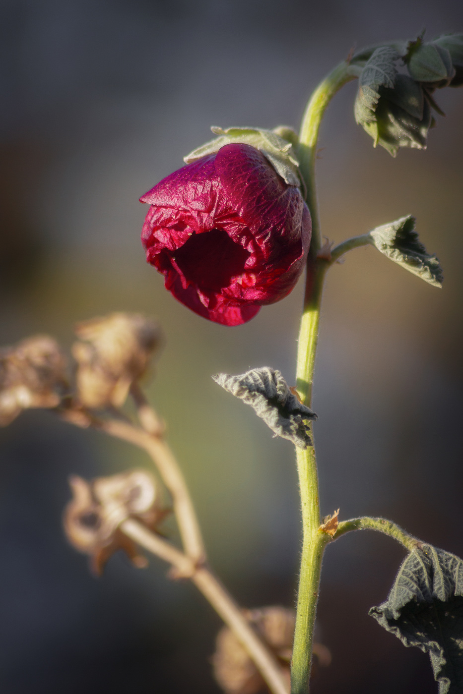 Цветок мальвы в ноябре.