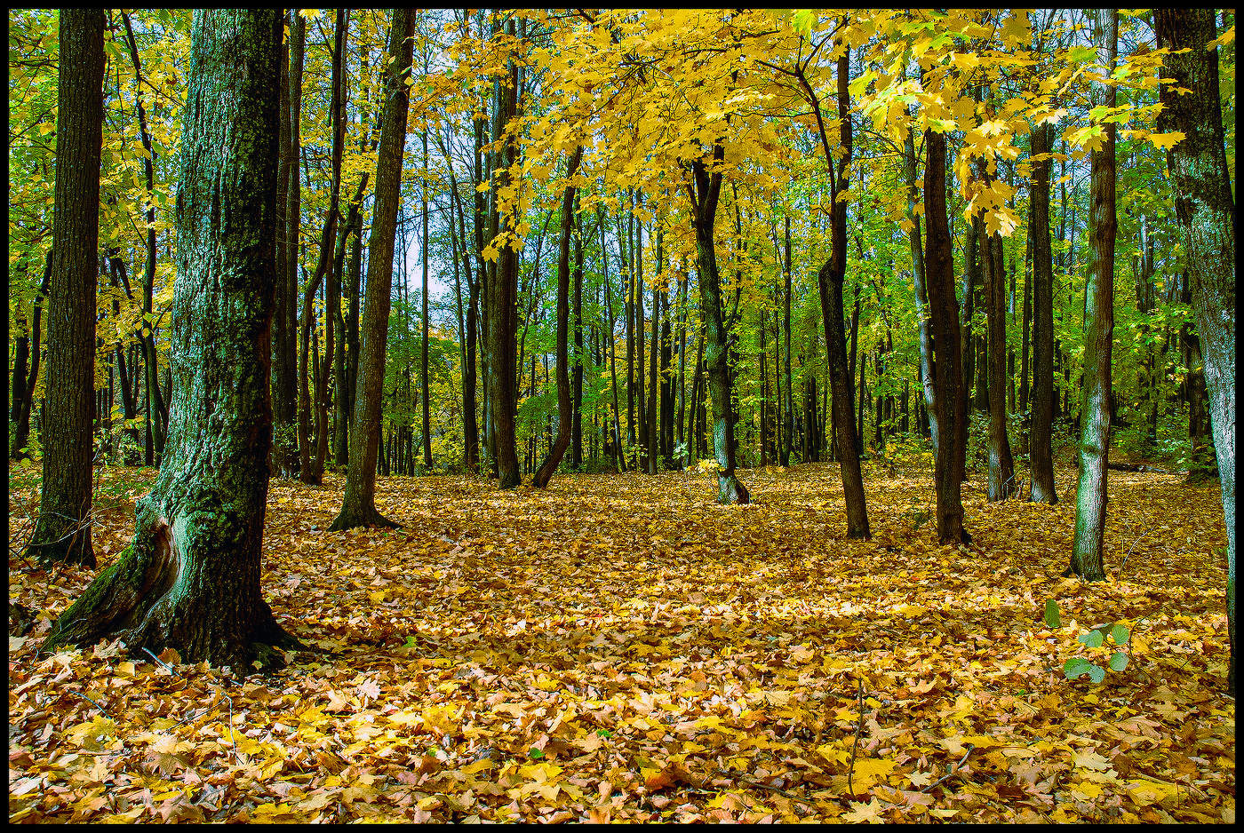 В осеннем лесу