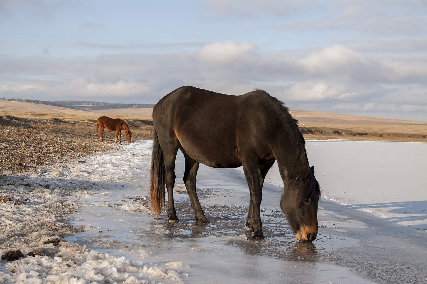 На зимний водопой