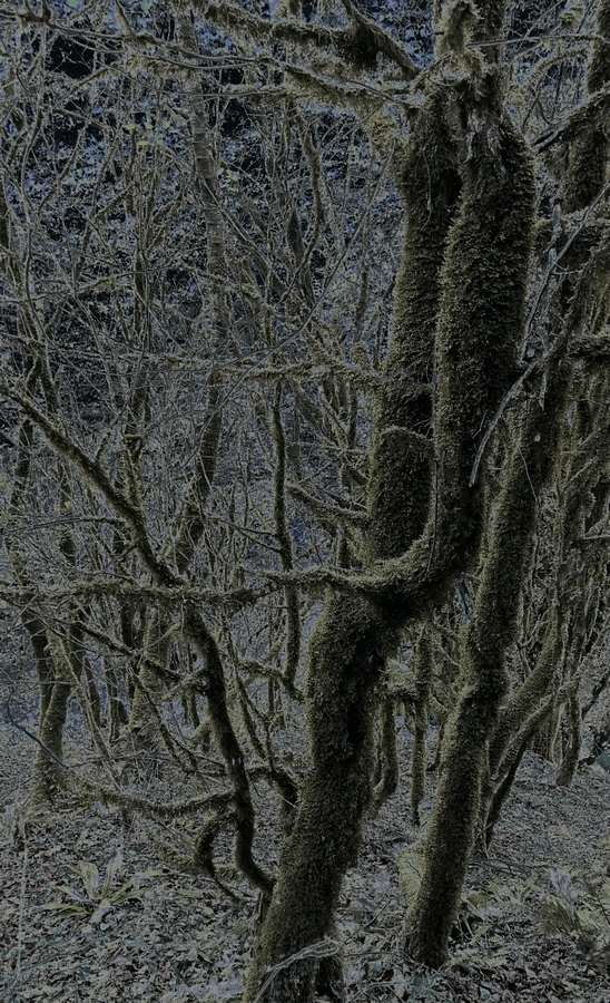 Спешащие в сны...