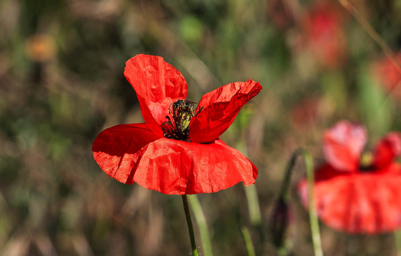 Мак Самосейка