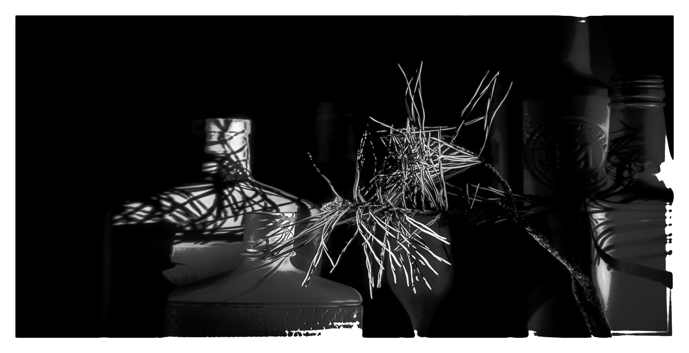 Ветка сосны.