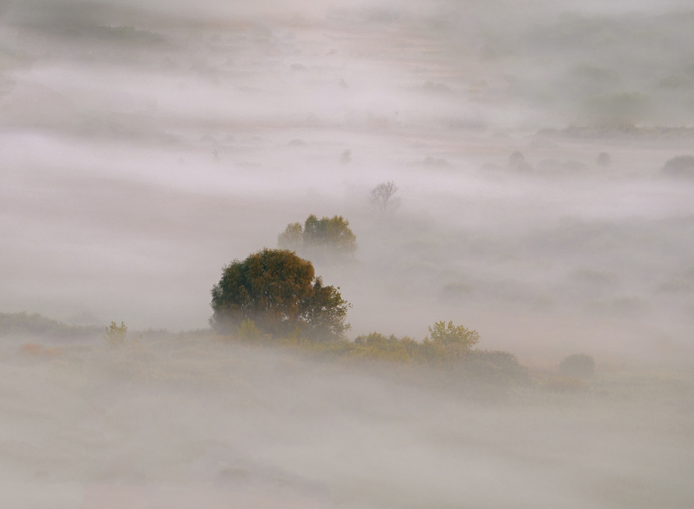 Дерево в тумане