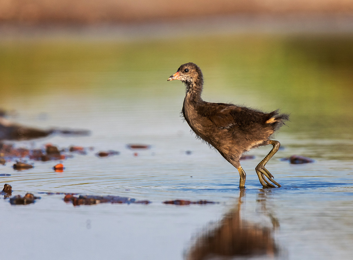 Сама грация
