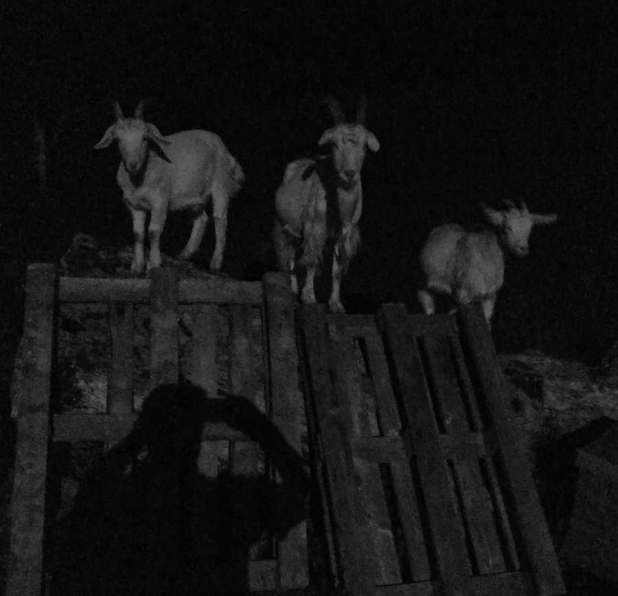 Ночные пришельцы...