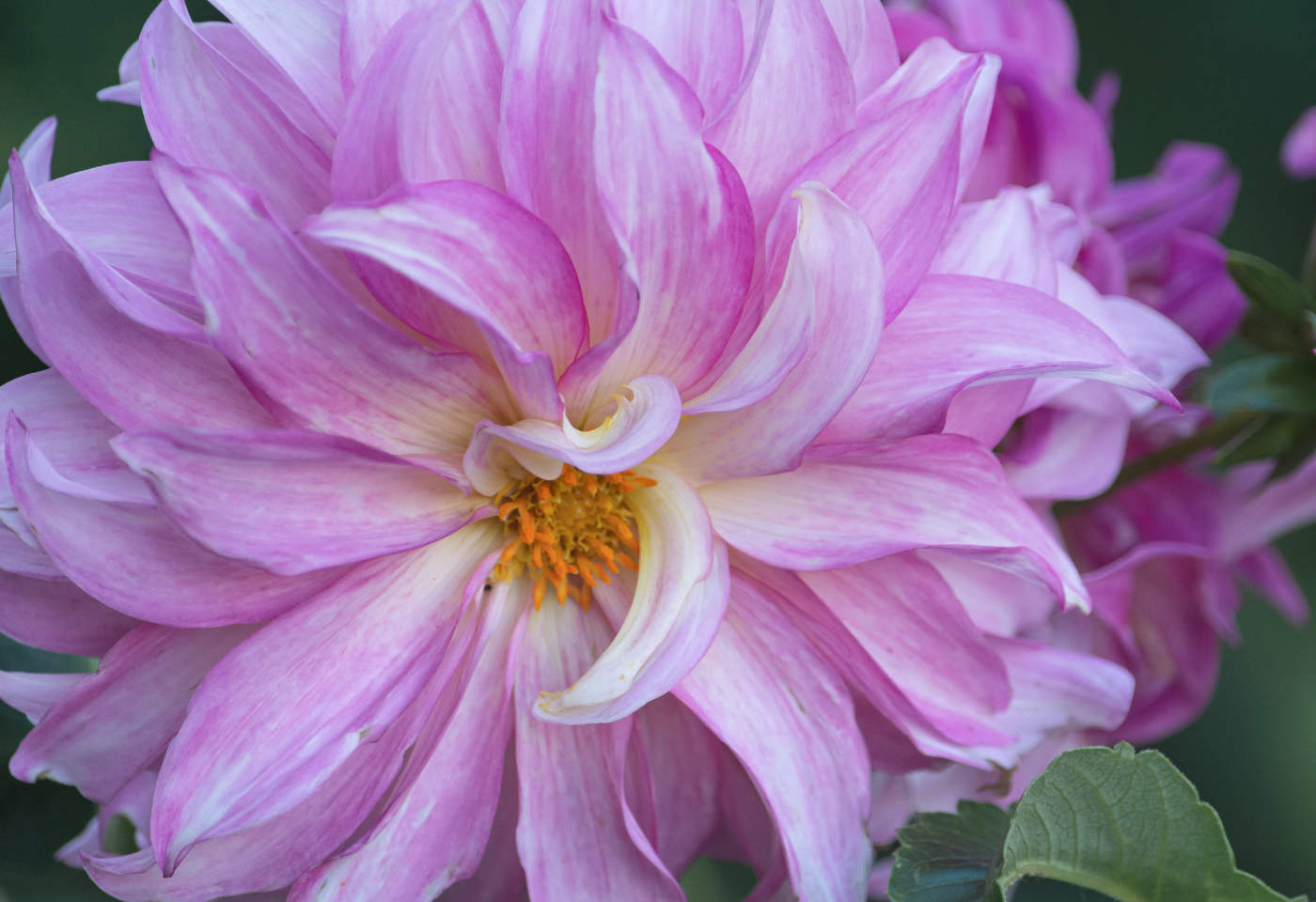 Король Осени - Георгин.