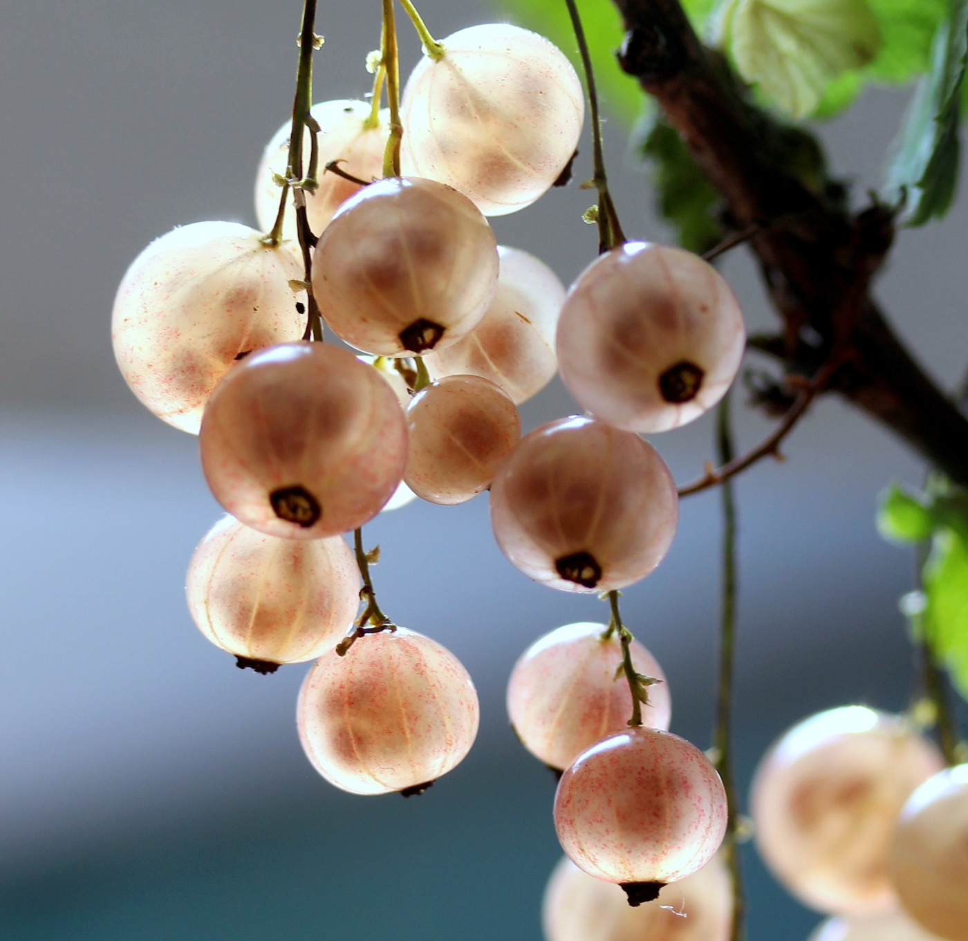 Белая смородина.