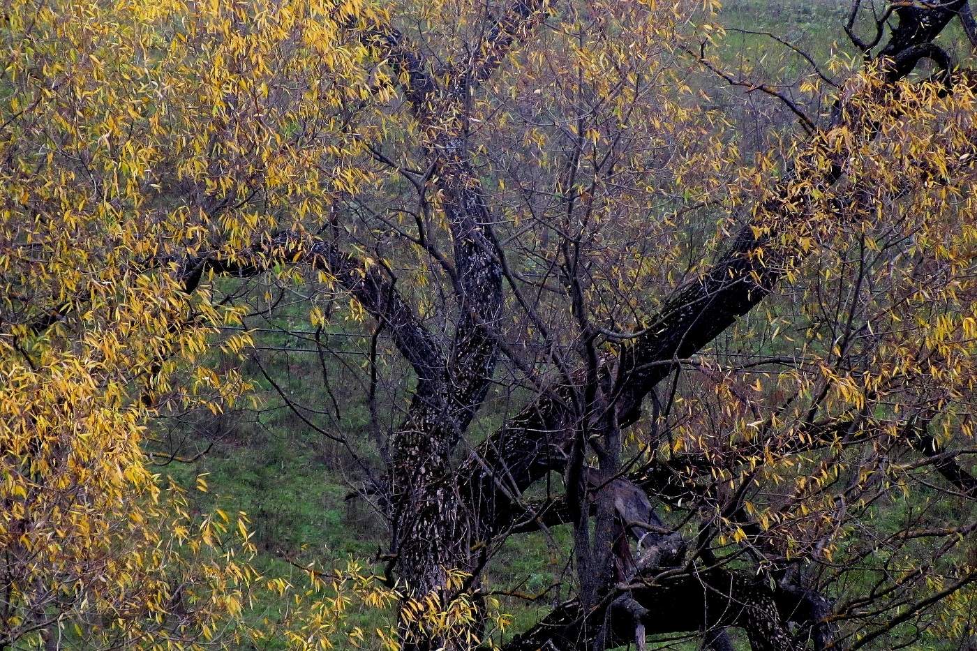 Осенняя графика.