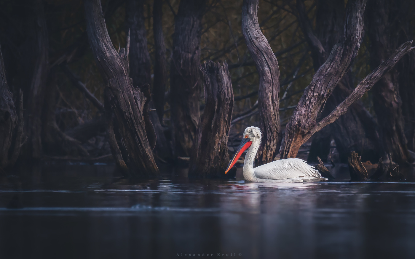 Пеликаний ноябрь