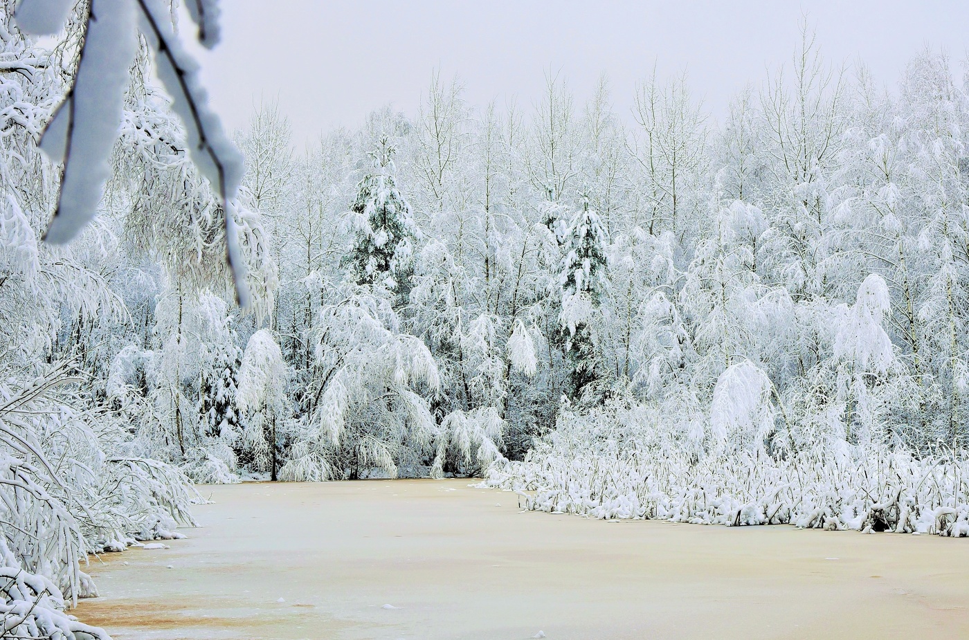 "Морозный лес. В парадном одеянье деревья - мумии..."