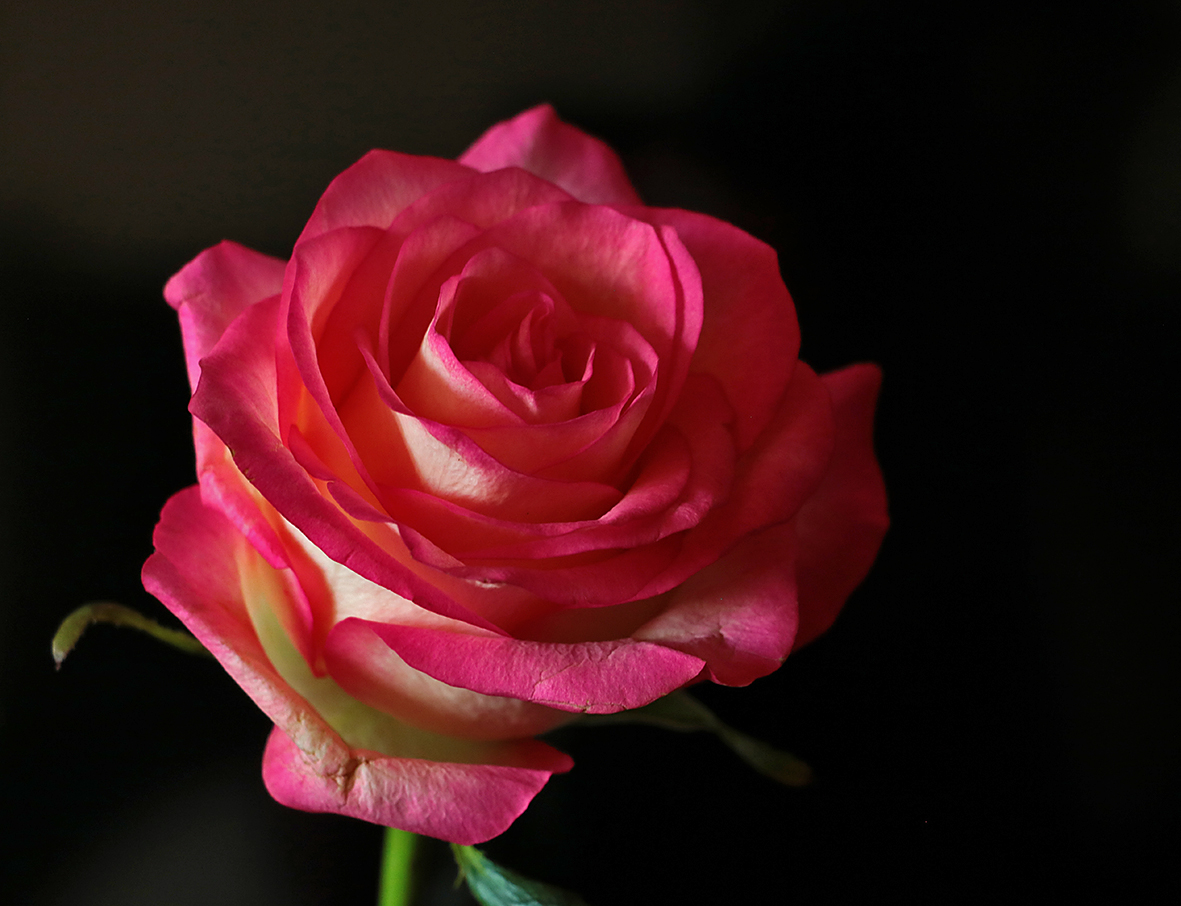 Красна девица