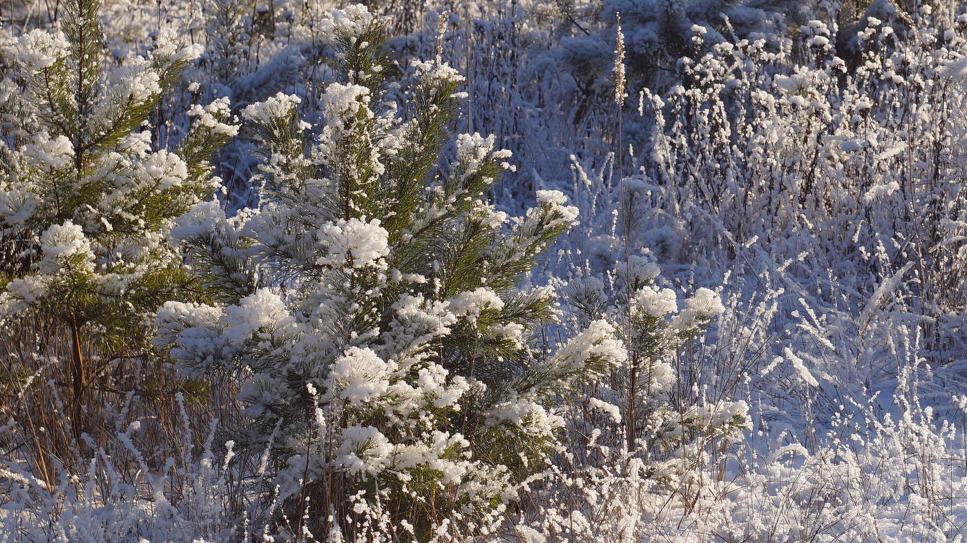 Игристое,но не шампанское.