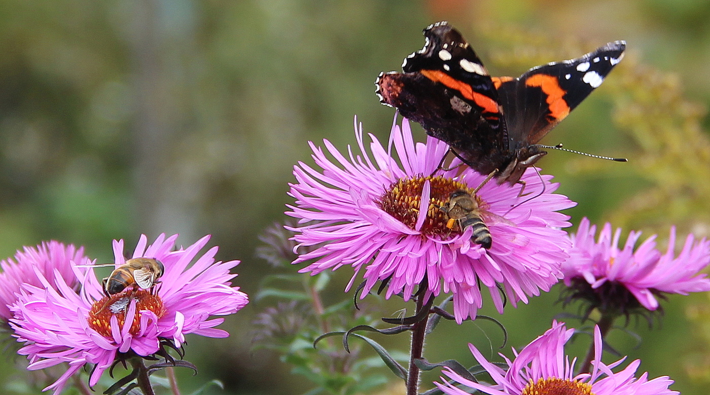 Последний нектар