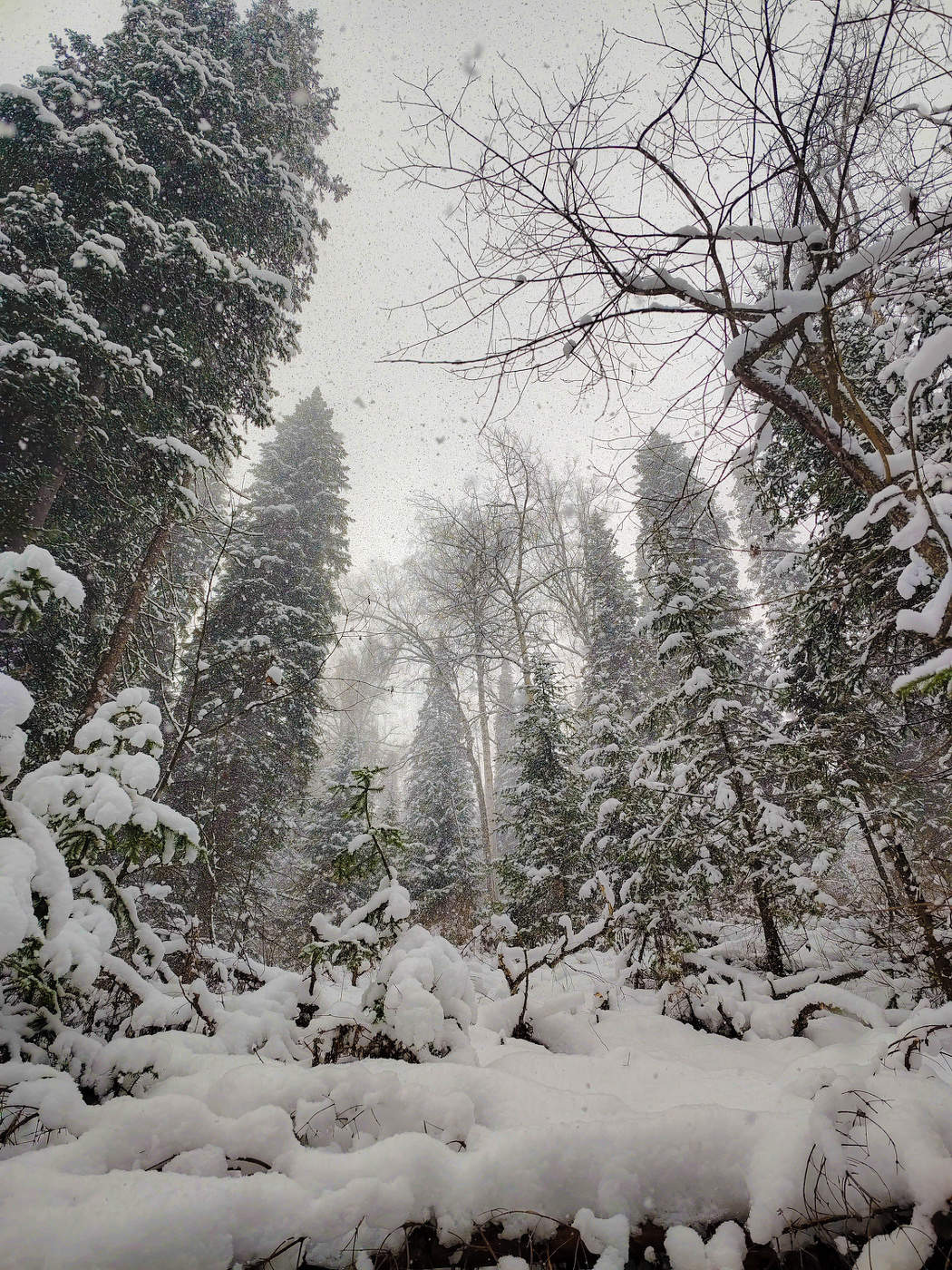 Зима пришла