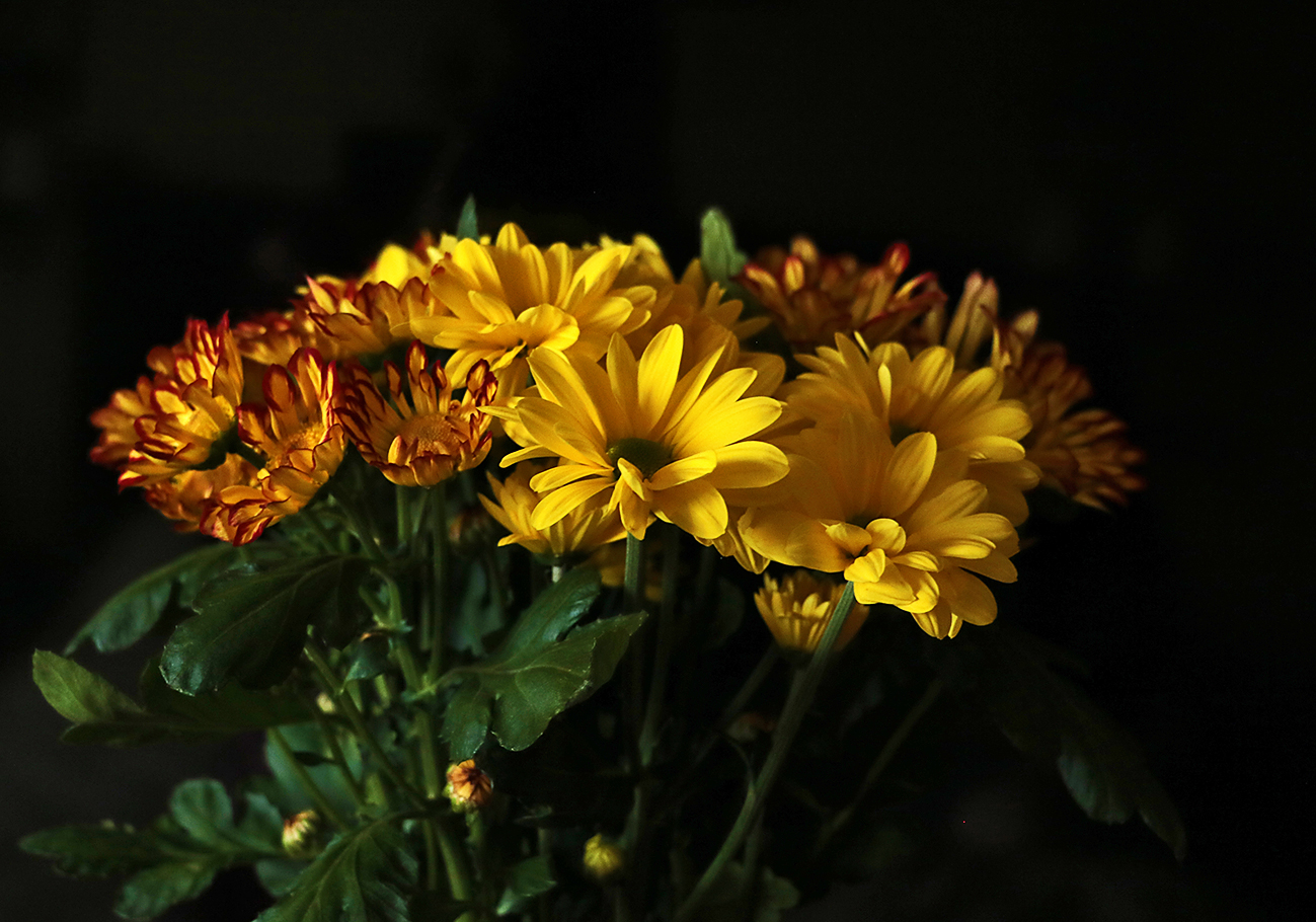 Хризантемки