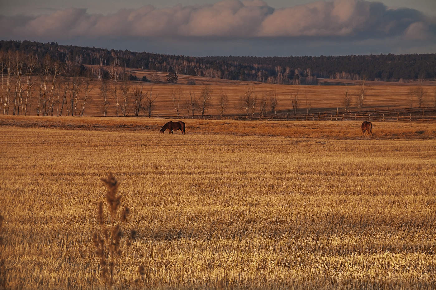 Вечерний свет
