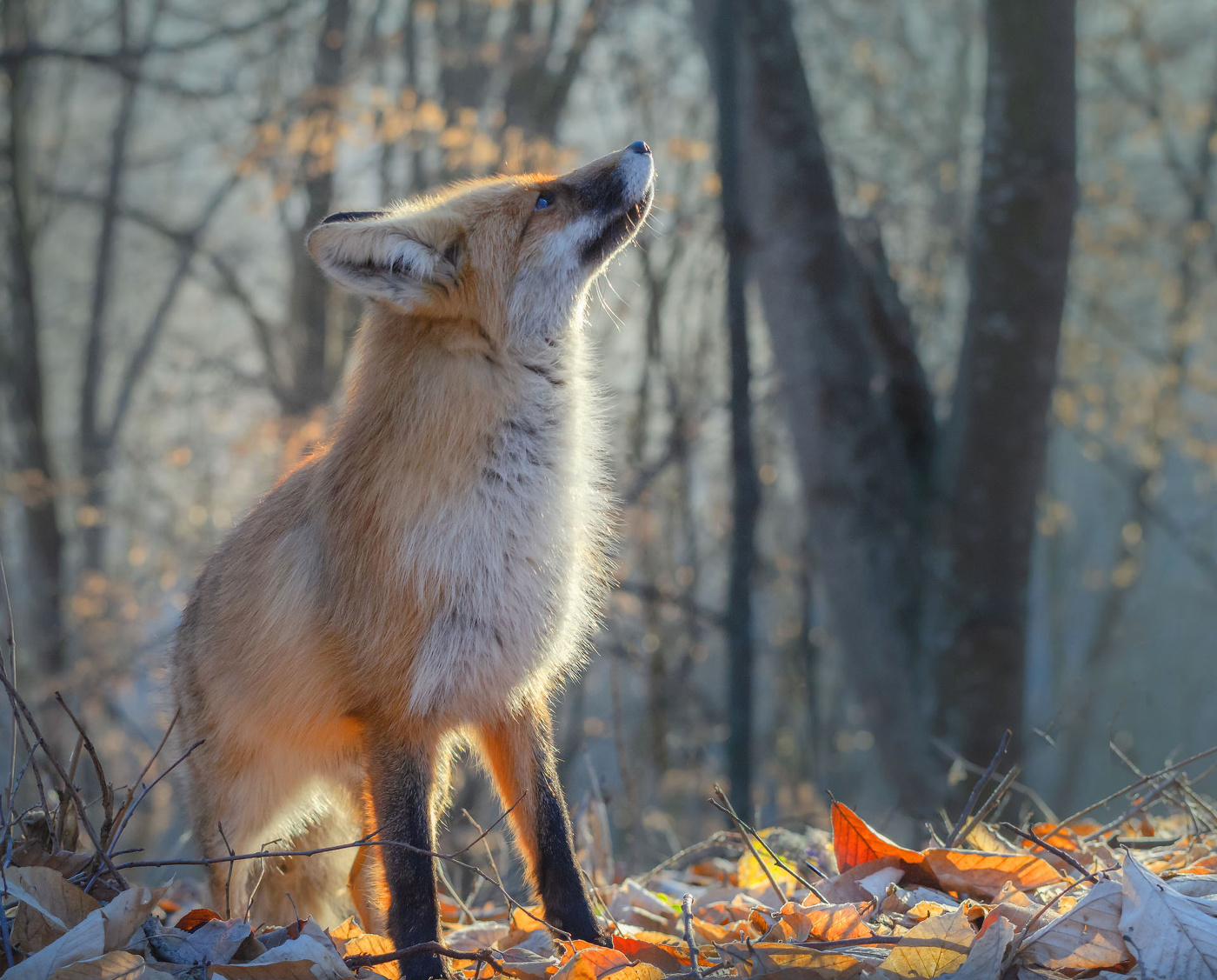 Спой светик ...