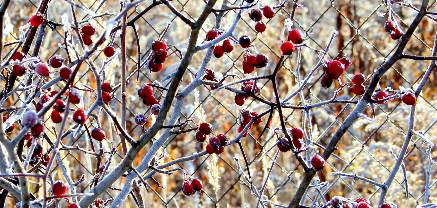 Легкий морозец.