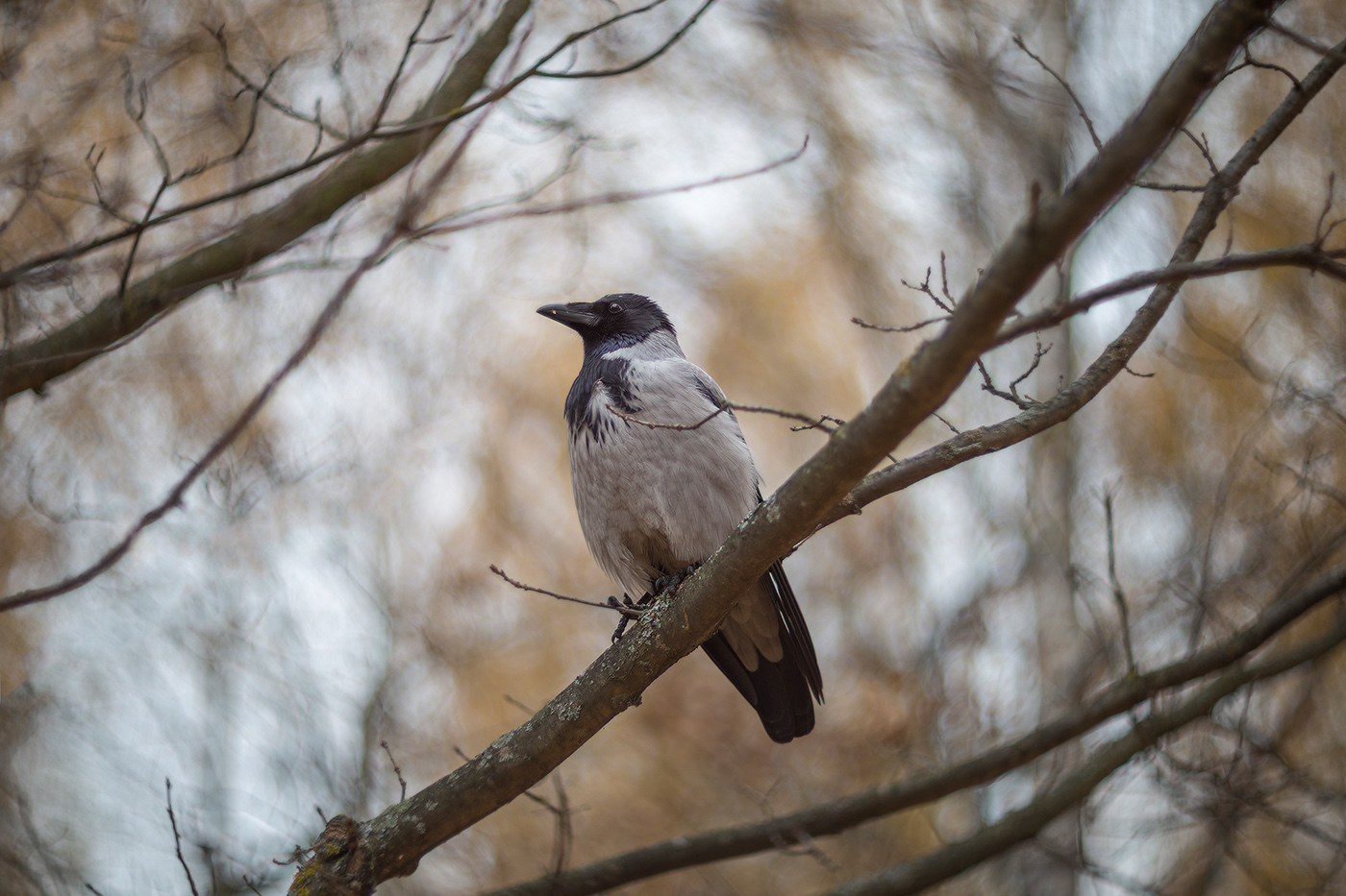 моя подруга