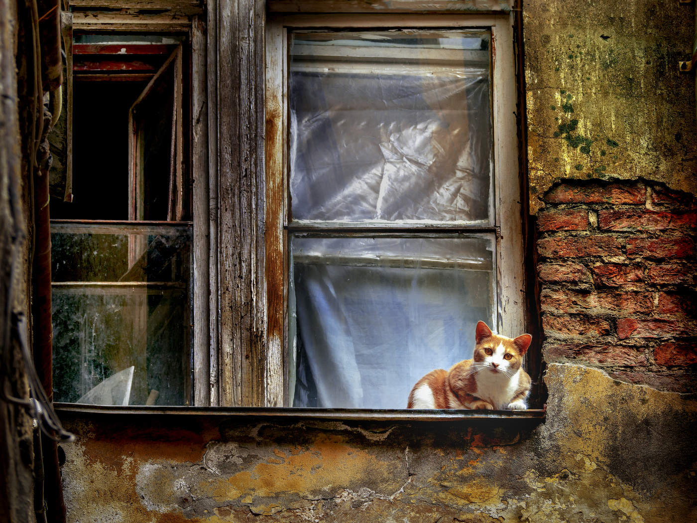 Кошка на окошке