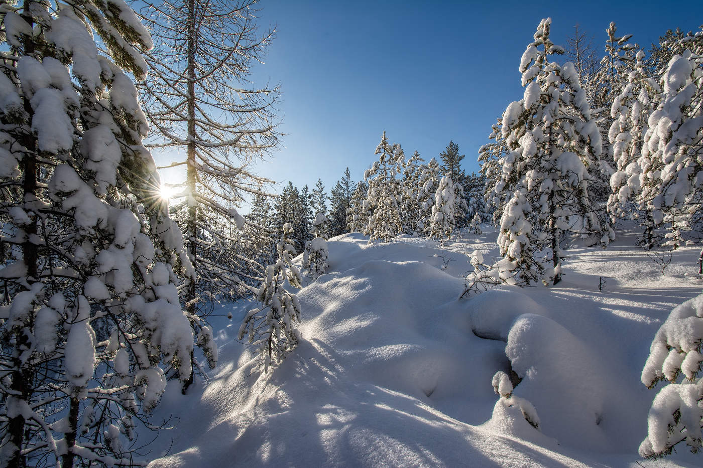 Утро в зимнем лесу