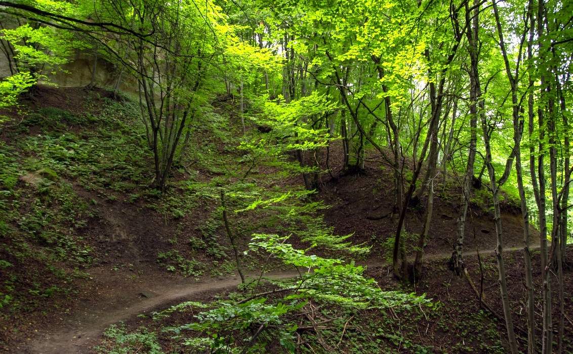 Лесная тропинка.