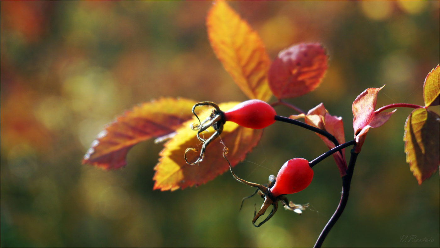 Мелодия осени