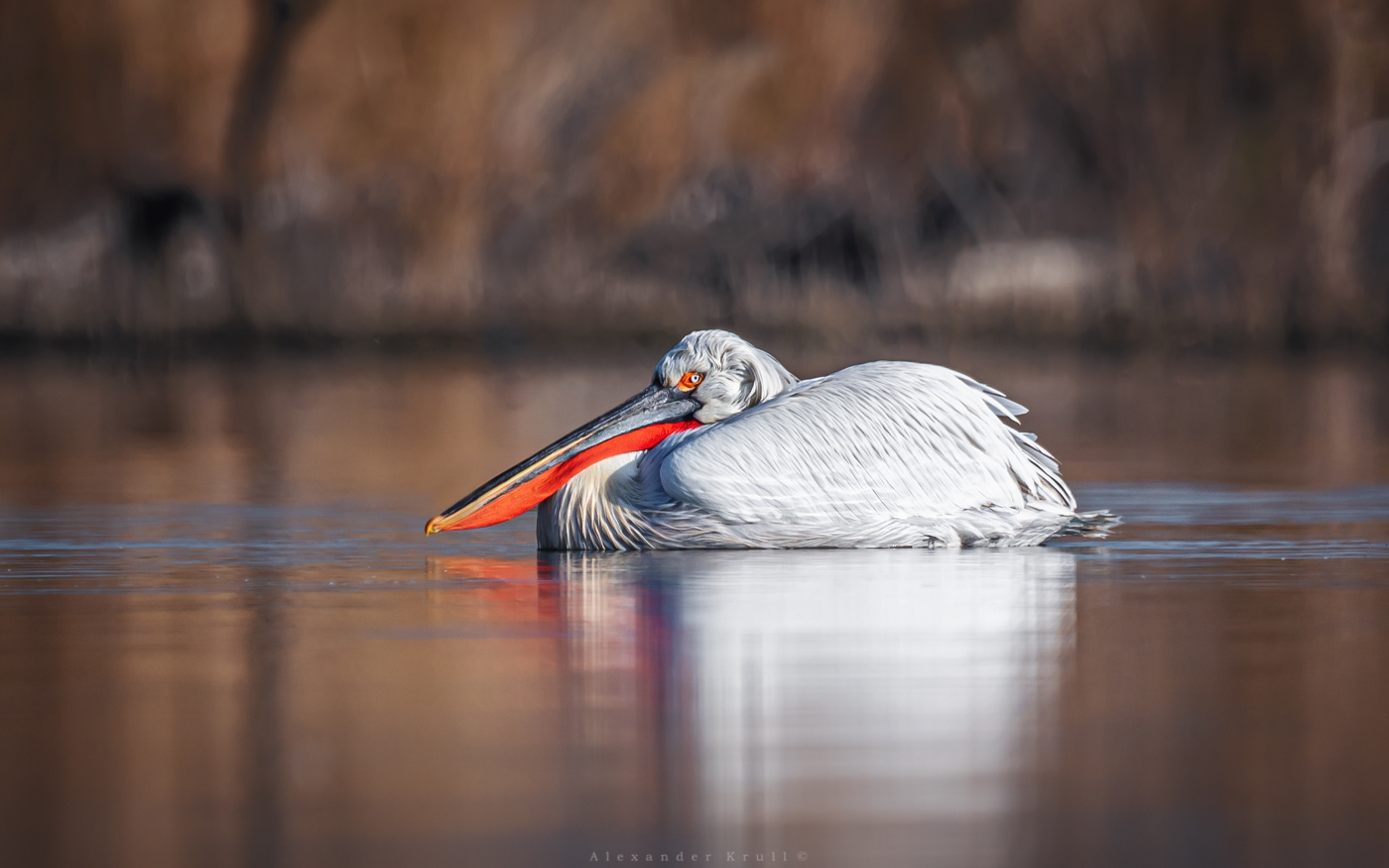 Утро с кудрявым пеликаном