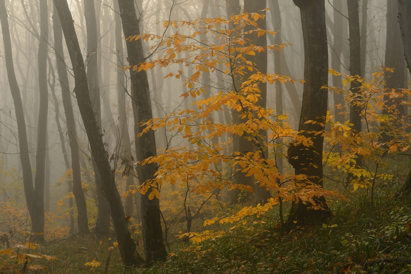 Туманное утро