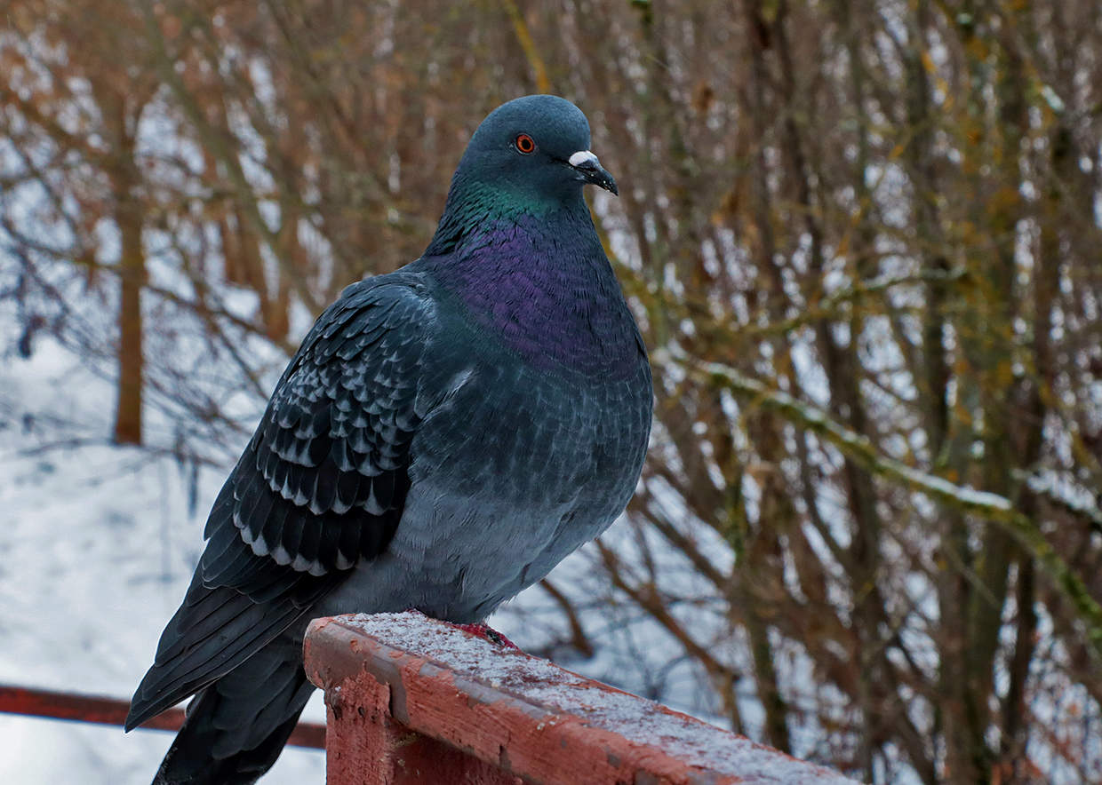 Гордый птиц