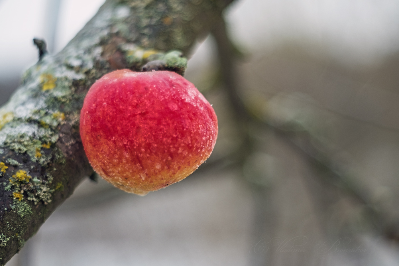 Задержалось на ветке