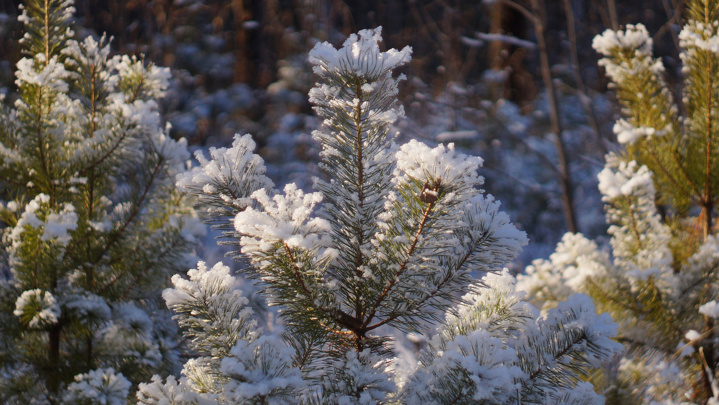 Немного снега...