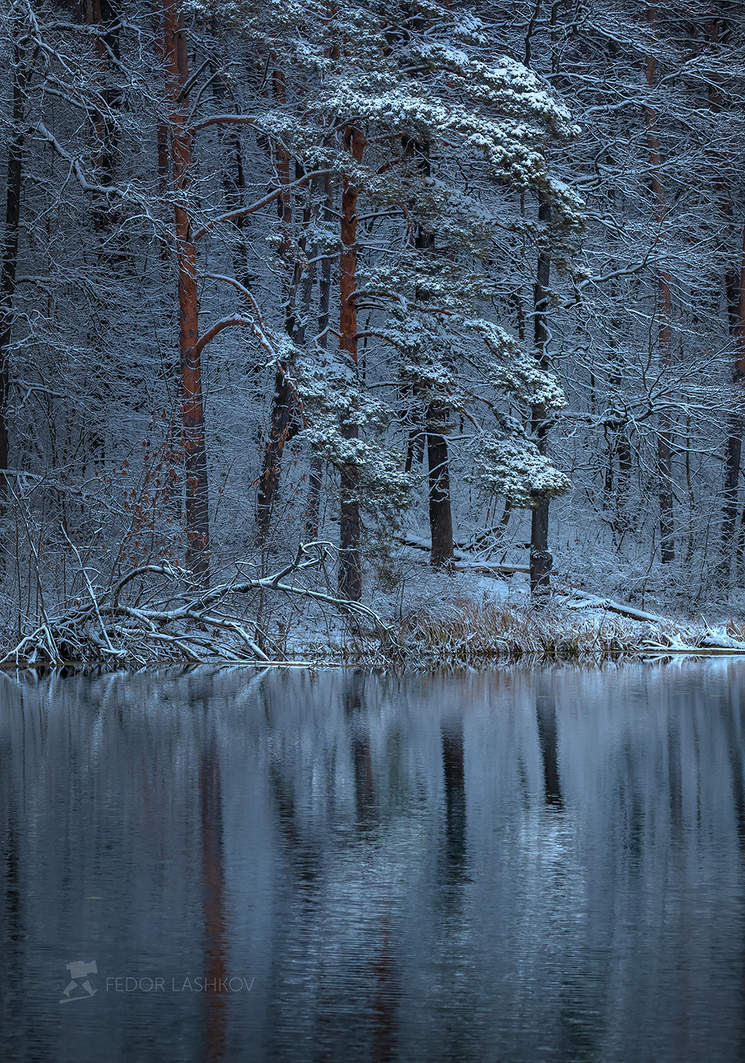 Лес на берегу пруда