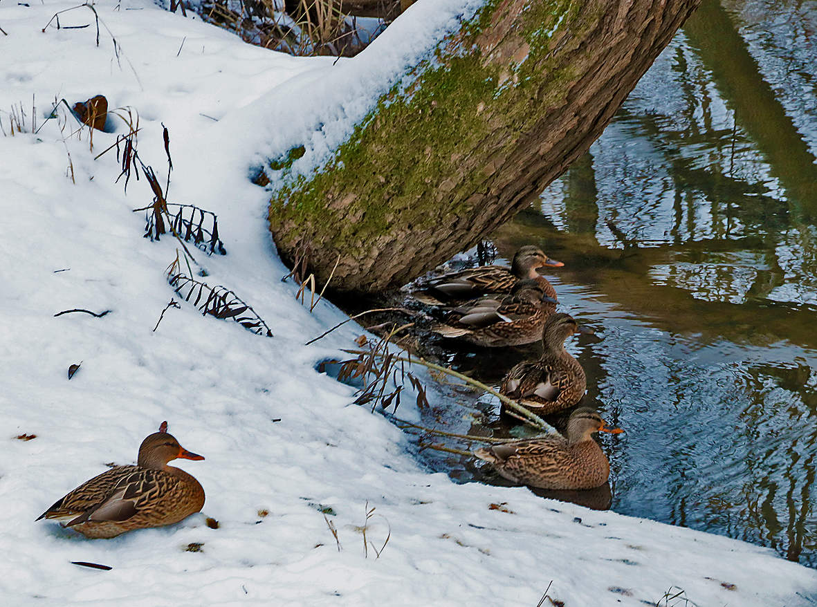 Уточки вернулись
