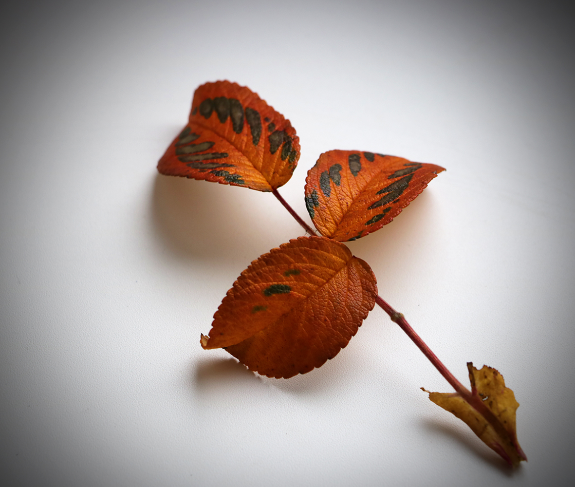 Осенний этюд