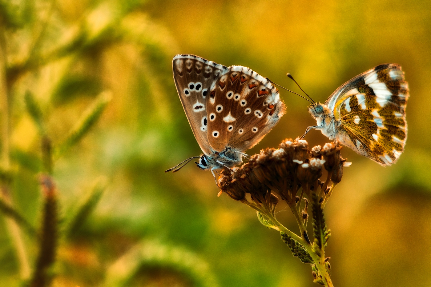 Две бабочки