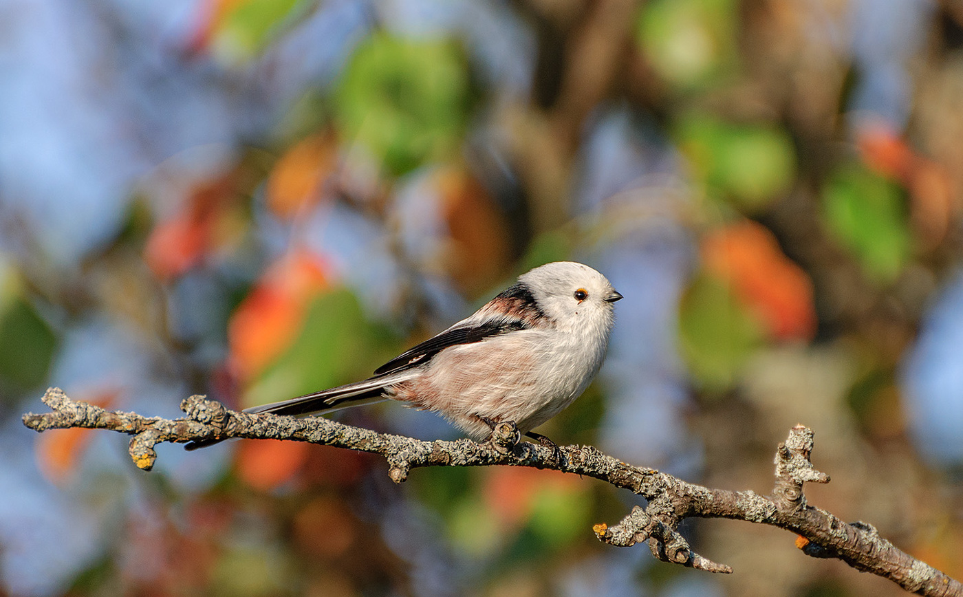 Осенняя мозаика.