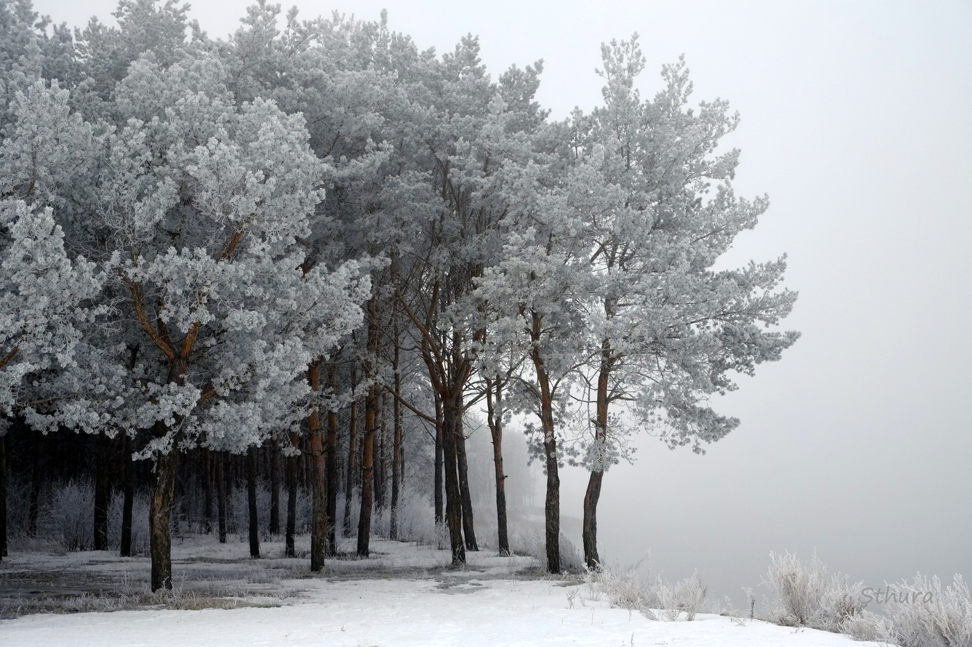 Лес на берегу реки.