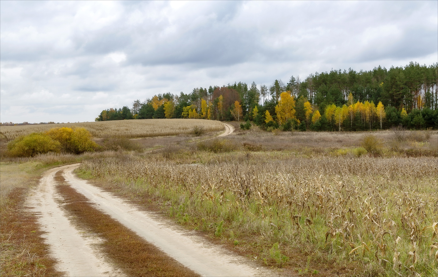 В полях сухие стебли кукурузы...