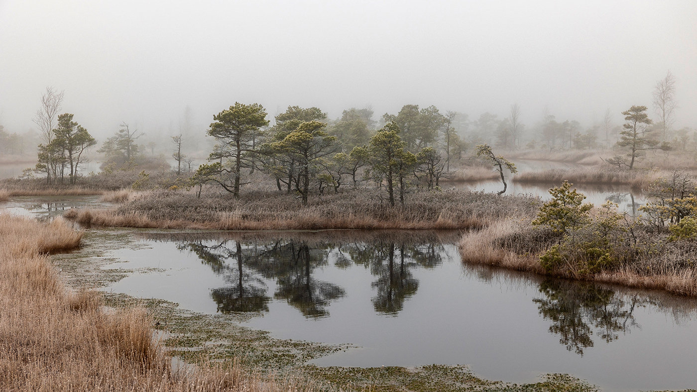 Царство болот