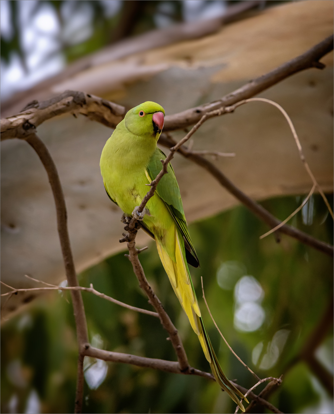 В ветвях эвкалипта